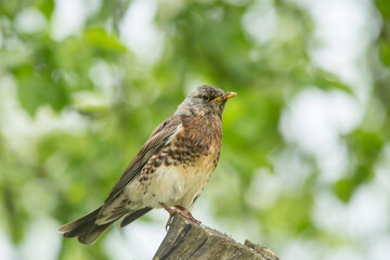 The fieldfare (Turdus pilaris) is a member of the thrush family. Bird perched on a stump in Estonian nature