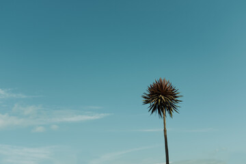 palm tree agains blue sky
