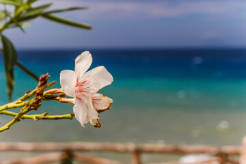 white orleander flower in front of the ocean and blue sky in calabria