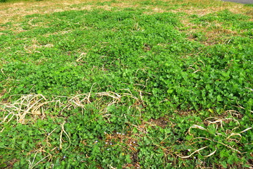 早春のシロツメクサの若葉の茂る野原風景