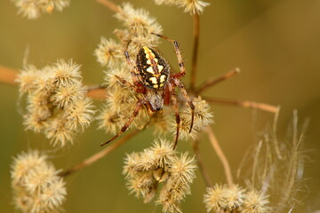 Spider