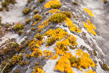Macro photography of bright yellow and green moss on old slate roof with selective focus