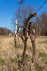 Vine branch in vineyard at the begning of the spring