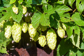 The fruits of wild hops on the green branches