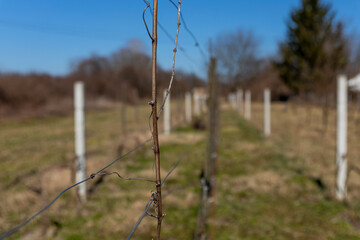Young vine in Vineyard at the begning of the spring
