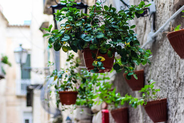 Fototapeta na wymiar flower pots on old town house in tropea