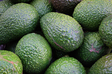 Close-up of freshly harvested hass avocados from local orchard. Avocados background with home-grown produce concept
