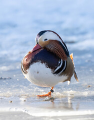 The mandarin duck (Aix galericulata) is a perching duck species native to the East Palearctic.