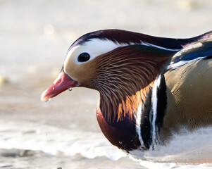 The mandarin duck (Aix galericulata) is a perching duck species native to the East Palearctic.