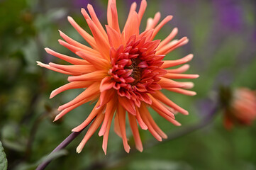 植物園の植物たち