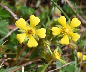 Yellow flowers of Potentilla tabernaemontani plant. Terrace next to rural road, sunny day, Munilla, La Rioja, Spain.