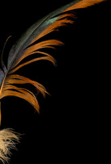 brown and black rooster feathers on black background