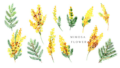 Watercolor yellow mimosa bouquet Women's day flowers symbol. Spring yellow flowers  mimosa twig  isolated for greeting cards, web, posters - obrazy, fototapety, plakaty