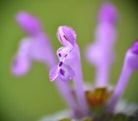 Macro detail of flower of Lamium amplexicaule plant, also known as bunnies because of the shape of its petals.