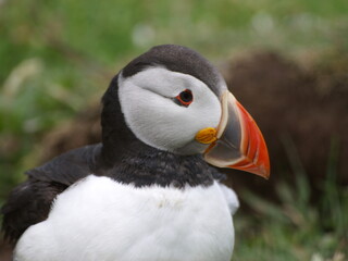 Naklejka premium Puffin Skomer Island