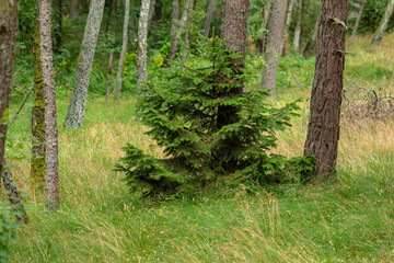 Spruce tree in the middle of a pine forest