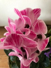 Fototapeta na wymiar flower, pink, nature, plant, blossom, flowers, garden, spring, beauty, petal, orchid, flora, bloom, purple, green, macro, red, floral, beautiful, white, close-up, bouquet, color, closeup, summer