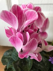 flower, pink, nature, garden, plant, green, flowers, bloom, blossom, cyclamen, petal, rose, spring, flora, hydrangea, floral, peony, beauty, beautiful, leaves, leaf, purple, blooming, red, bouquet
