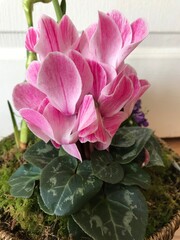 flower, pink, nature, garden, plant, green, flowers, bloom, blossom, cyclamen, petal, rose, spring, flora, hydrangea, floral, peony, beauty, beautiful, leaves, leaf, purple, blooming, red, bouquet