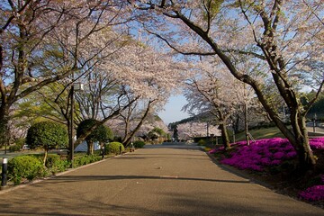 桜のある道