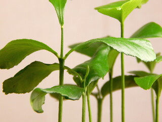 young seedlings of lemon and tangerine plants, on a light background