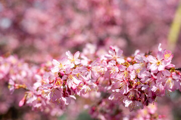 おかめ桜　クローズアップ