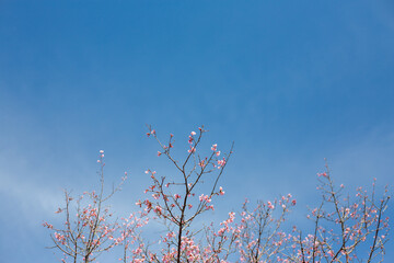 おかめ桜　青空