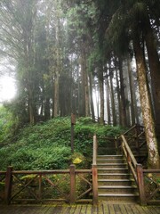 wooden bench in forest