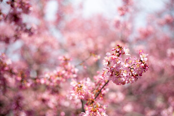 おかめ桜　ハート　クローズアップ