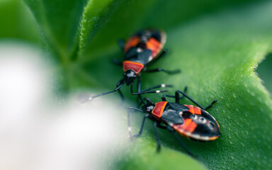 Insects on a leaf