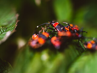 Insects on a leaf
