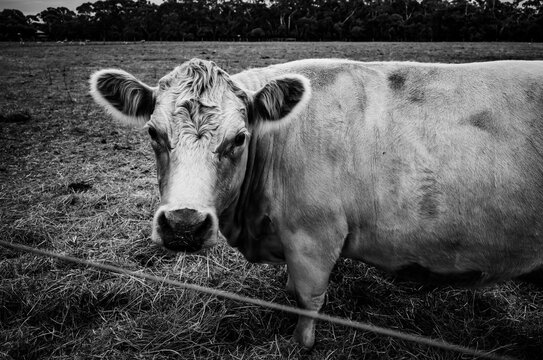 Black and white photo of a cow