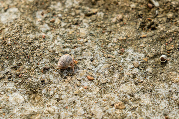A Cancer hermit crab in a shell on beach. Tropical animal