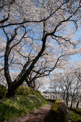 桜　宮城　利府