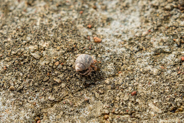 A Cancer hermit crab in a shell on beach. Tropical animal