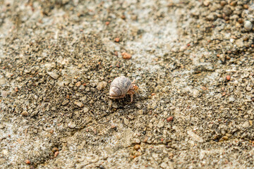 A Cancer hermit crab in a shell on beach. Tropical animal
