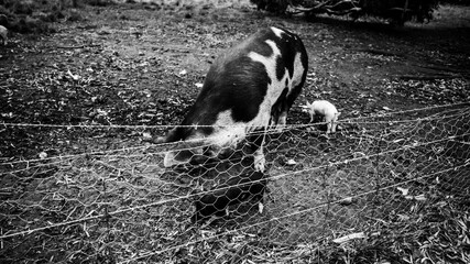 Pig and piglets © Thanh