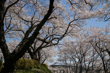 桜　宮城　利府