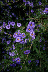Fototapeta premium Morning glory flowers