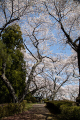 桜　宮城　利府