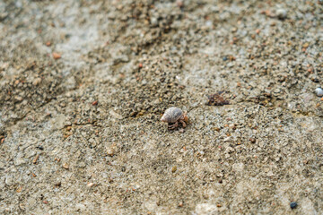 A Cancer hermit crab in a shell on beach. Tropical animal