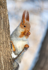 Red squirrel in winter forest