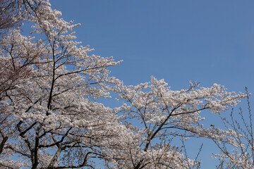 桜　宮城　利府