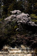 桜　宮城　利府