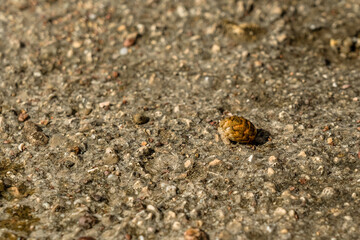 A Cancer hermit crab in a shell on beach. Tropical animal