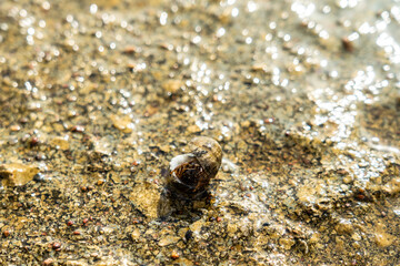 Two cancer hermit crabs mating on beach. Tropical animal