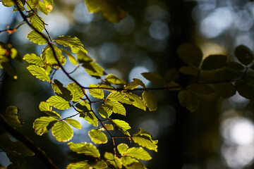 close up of leaves on branch with sunlight