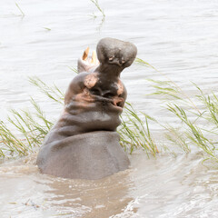 Kruger National Park: hippopotamus yawning in the flooding Sabie Tiver