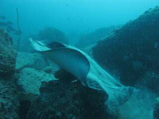 Stachelrochen auf den Seychellen / Stingrays in the Seychelles © Christian