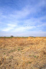 春の枯れ野の江戸川河川敷風景